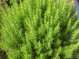 Biberiye Bakımı Nasıl Olmalıdır?