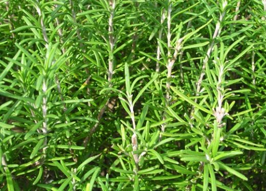 Biberiyenin Faydaları Nelerdir?