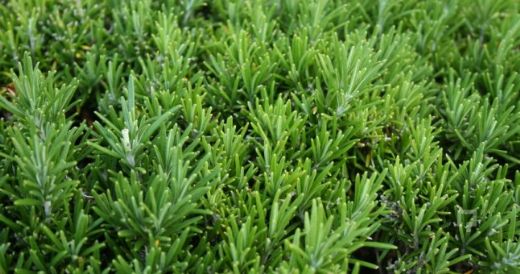 Migren İçin Biberiye Kullanımı ve Faydaları Nelerdir?