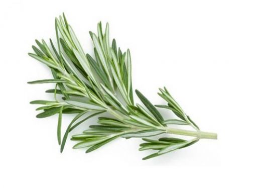 Taze Biberiye Kullanımı ve Faydaları Nelerdir?